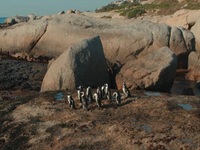 Penguin Town S01E01 480p x264-mSD EZTV Penguin Town S01E01 480p x264-mSD EZTV
