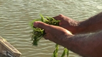 Swamp People S12E01 WEB h264-BAE EZTV Swamp People S12E01 WEB h264-BAE EZTV