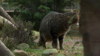 Inside the Zoo S01E04 XviD-AFG EZTV