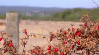 Restoration Australia S03E04 XviD-AFG EZTV