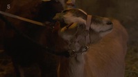The Yorkshire Vet S14E03 XviD-AFG EZTV