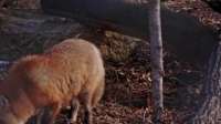 Arctic Vets S01E07 WEBRip x264-BAE EZTV Arctic Vets S01E07 WEBRip x264-BAE EZTV