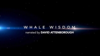 Whale Wisdom 1080p HDTV x264 AAC MVGroup Whale Wisdom 1080p HDTV x264 AAC MVGroup