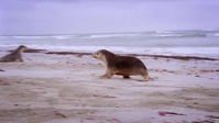 Australia Remastered Oceans S02E01 XviD-AFG EZTV Australia Remastered Oceans S02E01 XviD-AFG EZTV