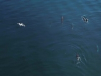 Spy In The Wild S02E02 480p x264-mSD [eztv]