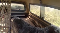 Dog Squad S12E07 XviD-AFG EZTV Dog Squad S12E07 XviD-AFG EZTV