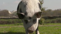 The Yorkshire Vet S15E06 XviD-AFG EZTV The Yorkshire Vet S15E06 XviD-AFG EZTV