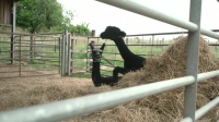 The Yorkshire Vet S18E03 XviD-AFG EZTV The Yorkshire Vet S18E03 XviD-AFG EZTV