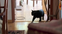 My Cat from Hell S09E10 WEB h264-CROSSFIT[eztv]