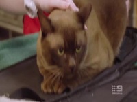 Bondi Vet S10E07 480p x264-mSD EZTV