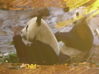 Wild Child S04E07 480p x264-mSD EZTV