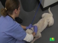 Animal Cops Houston S10E03 480p x264-mSD [eztv]