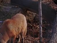 Arctic Vets S01E07 480p x264-mSD EZTV Arctic Vets S01E07 480p x264-mSD EZTV