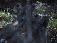 Growing Up Animal S01E06 480p x264-mSD EZTV