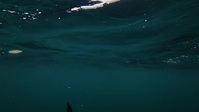 Wicked Tuna S12E05 XviD-AFG EZTV