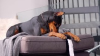 Dogs Best Friends S01E02 1080p HEVC x265-MeGusta EZTV