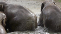 The Zoo IE S09E01 XviD-AFG EZTV The Zoo IE S09E01 XviD-AFG EZTV