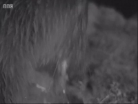 Winterwatch S09E03 480p x264-mSD EZTV Winterwatch S09E03 480p x264-mSD EZTV