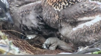 BBC Springwatch 2016 14of15 1080p HDTV x264 AAC EZTV BBC Springwatch 2016 14of15 1080p HDTV x264 AAC EZTV