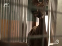 Gogglebox AU S13E09 480p x264-mSD EZTV