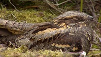 Springwatch S18E10 XviD-AFG EZTV Springwatch S18E10 XviD-AFG EZTV