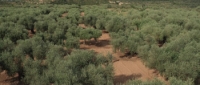 The Olive Tree (2016) [720p] [BluRay] [YTS] [YIFY]