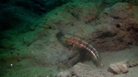 Nature S42E05 720p x265-T0PAZ EZTV