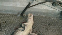 Swamp People S14E06 720p HEVC x265-MeGusta EZTV
