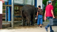 Elephant Hospital S02E03 XviD-AFG EZTV