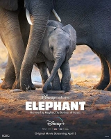 Elephant 2020 MultiSub 720p x264-StB