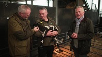 Springtime on the Farm S06E03 XviD-AFG EZTV