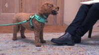 The Dog Academy S01E03 XviD-AFG EZTV