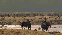 Dancing Cranes of Sweden 720p x264 HDTV EZTV Dancing Cranes of Sweden 720p x264 HDTV EZTV