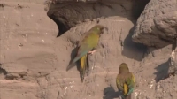 Planet Parrot 720p HDTV x264 AAC mp4[eztv]