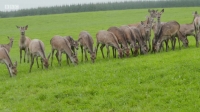 This Farming Life S04E03 720p WEB-DL h264 EZTV