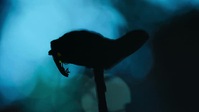 Super Natural S01E01 XviD-AFG EZTV