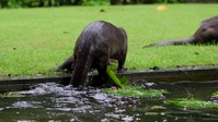 Otter Dynasty S01E06 PROPER XviD-AFG EZTV