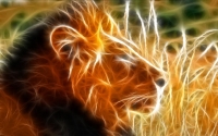 Wild Animal Screensaver Wild Animal Screensaver
