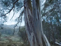 Back To Nature S01E02 480p x264-mSD EZTV