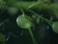 The Green Planet S01E02 480p x264-mSD EZTV The Green Planet S01E02 480p x264-mSD EZTV