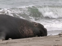 Animal Empires S01E05 Migration 480p x264-mSD [eztv]