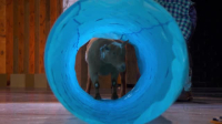 Stupid Pet Tricks S01E01 XviD-AFG EZTV