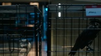 CSI Vegas S02E09 720p HEVC x265-MeGusta EZTV