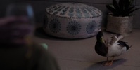 Roar 2022 S01E05 720p HEVC x265-MeGusta EZTV