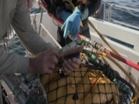 Dive Wars Australia S01E03 480p x264-mSD [eztv]