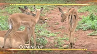 Earth Odyssey With Dylan Dreyer S05E23 XviD-AFG EZTV