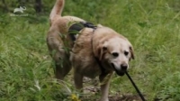 Into Alaska S01E06 Learning to Fly HDTV x264-W4F [eztv]