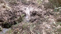 Mysterious Creatures with Forrest Galante S01E06 XviD-AFG EZTV