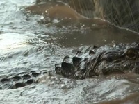 Swamp People S14E08 480p x264-mSD EZTV Swamp People S14E08 480p x264-mSD EZTV