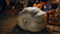 Outrageous Pumpkins S04E05 XviD-AFG EZTV Outrageous Pumpkins S04E05 XviD-AFG EZTV